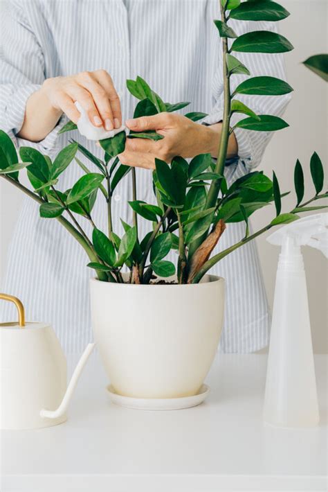 套房植物風水|風水植物｜不只富貴竹！7款招財/招桃花植物推介+不可不知風水 